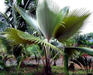 pritchardia_viscosa02