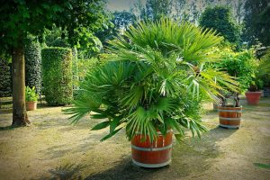 rhapis-excelsa