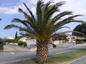 palmier-kincha-ou-phoenix