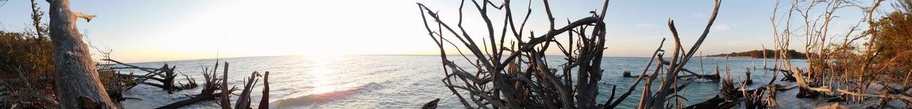 Longboat Key / Floride / Squelettes d'arbres sur la plage nord