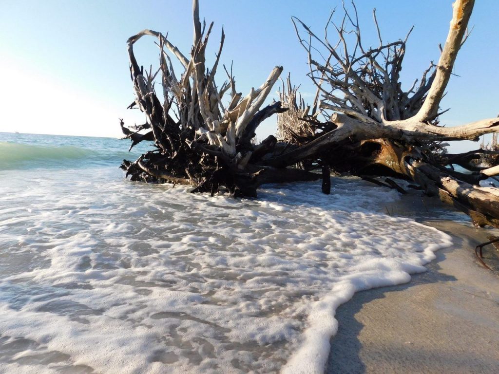 Squelettes d'arbres sur la plage nord de Longboat Key / Floride