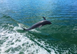 Croisière privée en Français et dauphins, à Miami et Miami Beach en Floride.