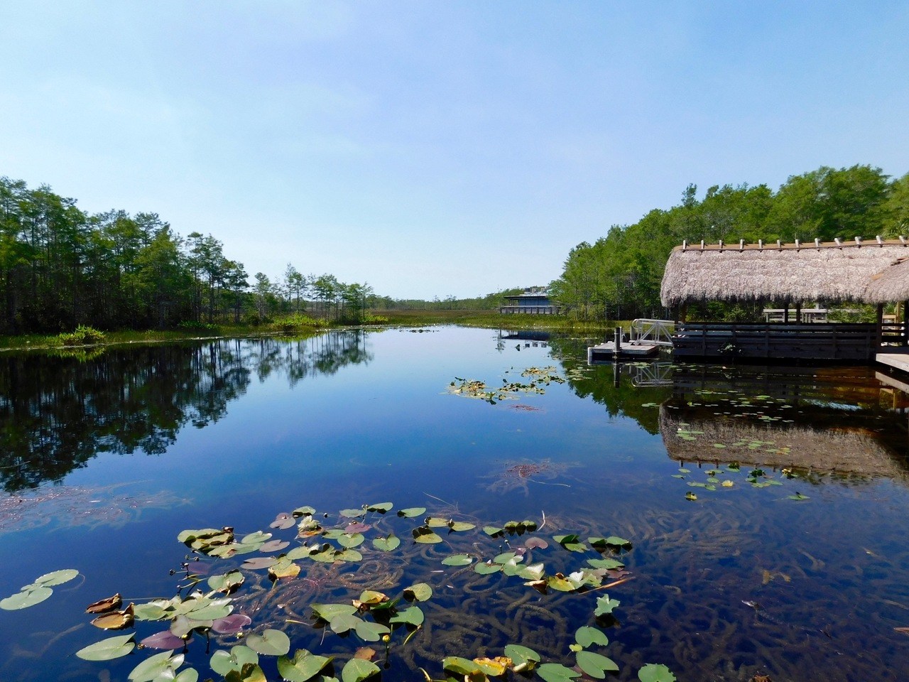 Le parc Grassy Waters Preserve (Everglades, à West Palm Beach)