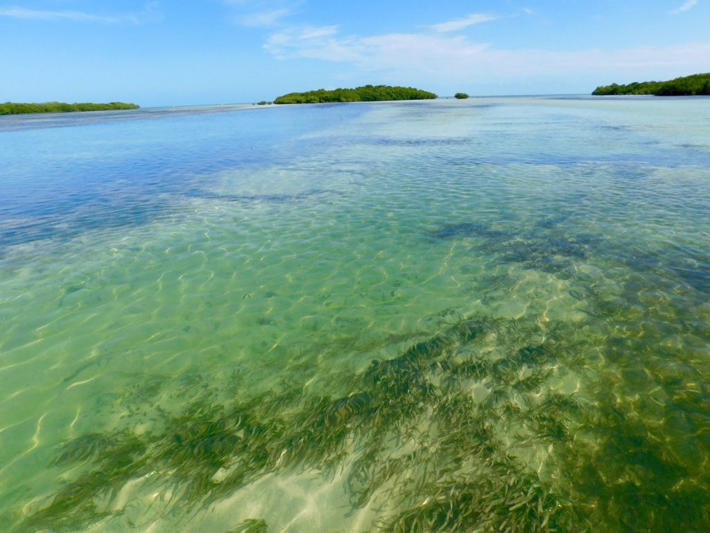 Backcountry des Lower Keys : Marvin Key et Barracuda Keys (Floride)
