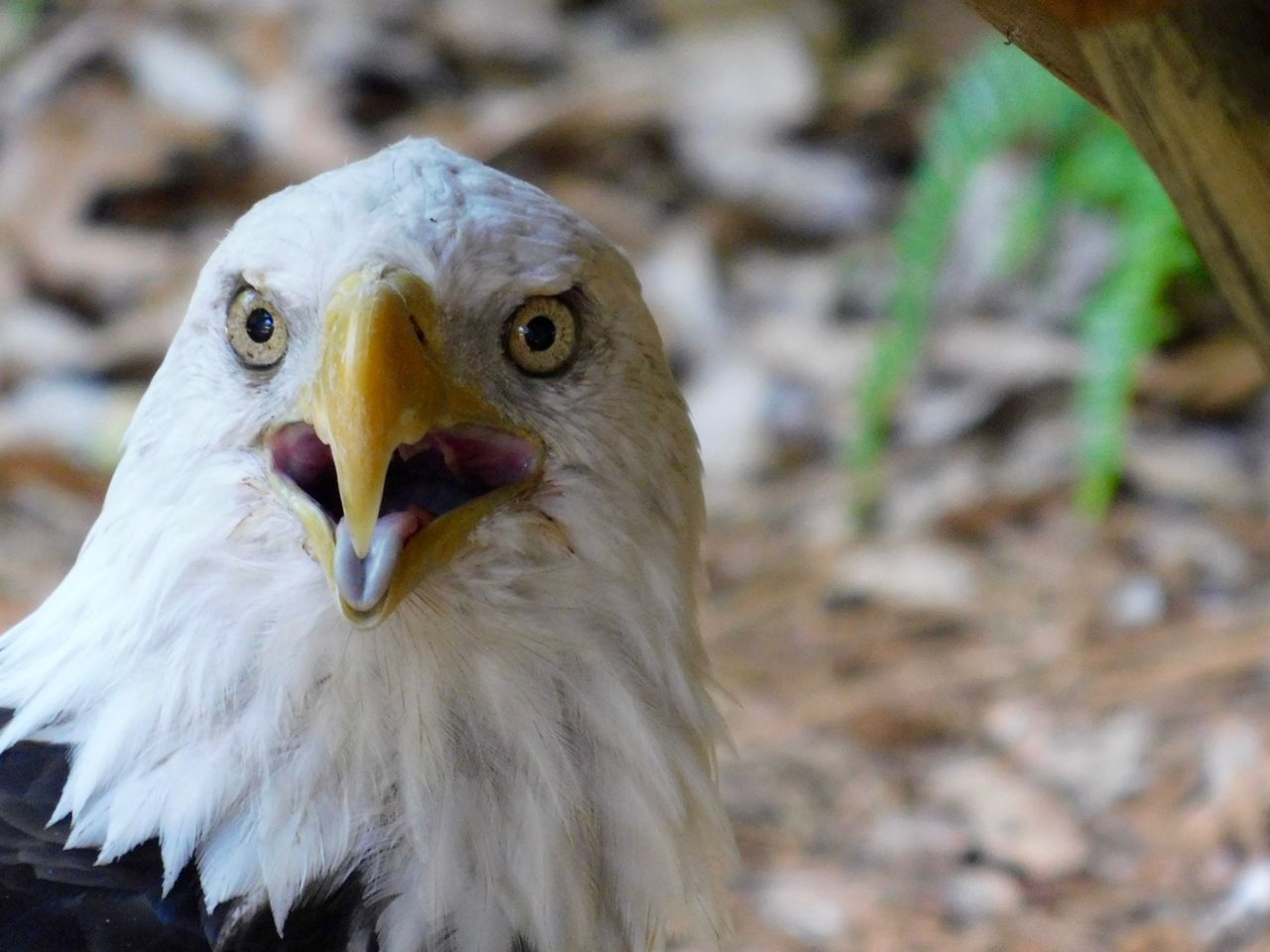 Aigle américain ("à tête blanche") au Zoo de Palm Beach en Floride