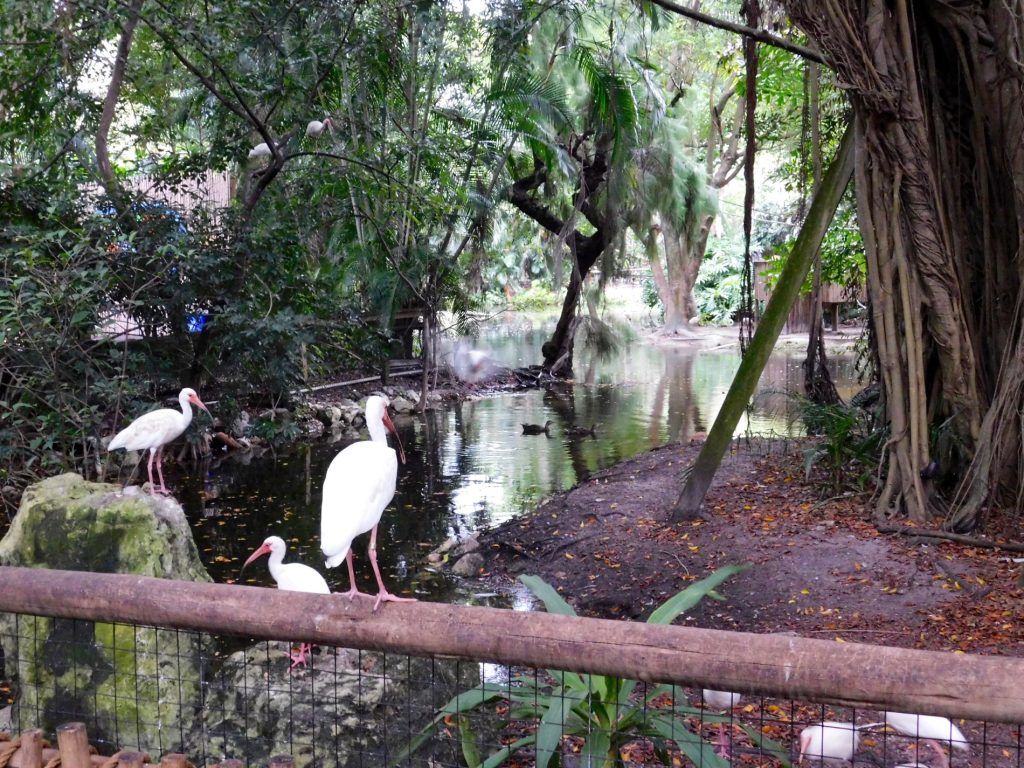 Zoo de Palm Beach en Floride