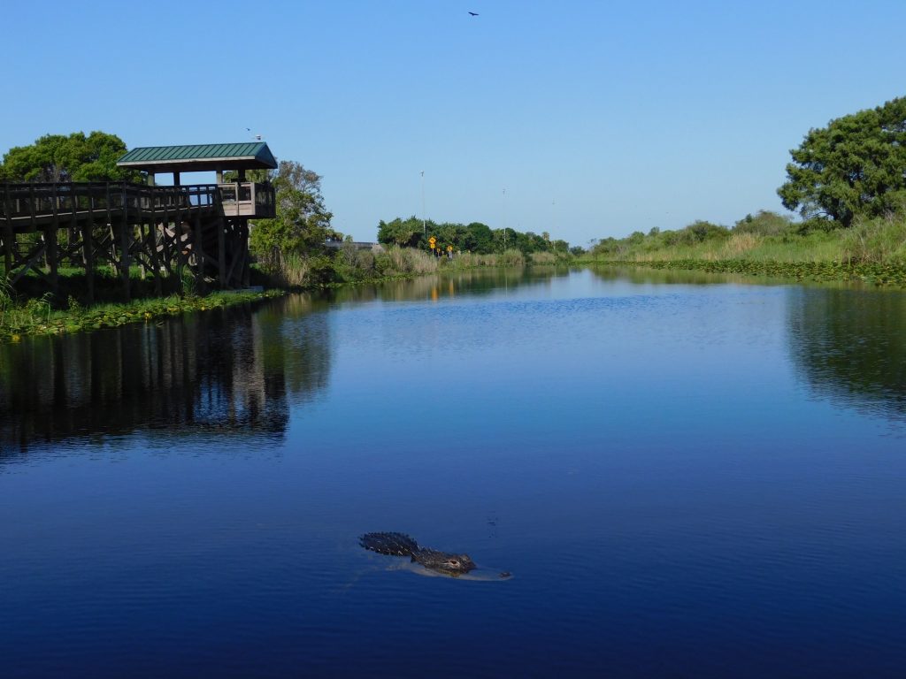 Alligator dans les Everglades