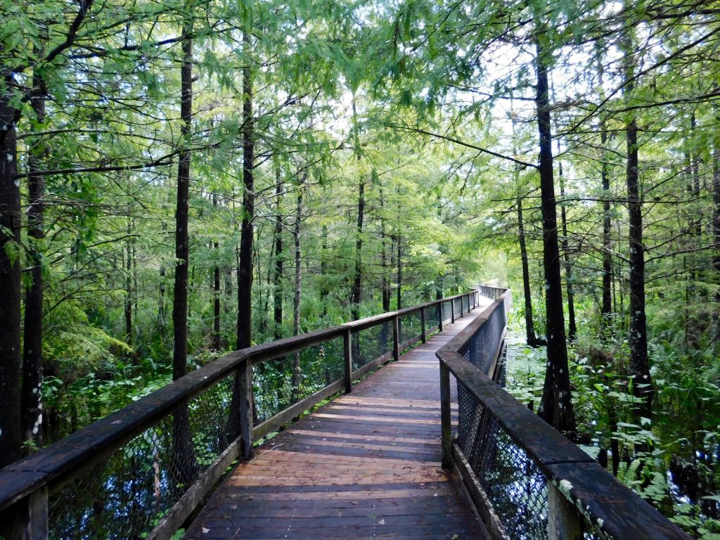 Bird Rookery Swamp Trail (Everglades, à Naples en Floride)