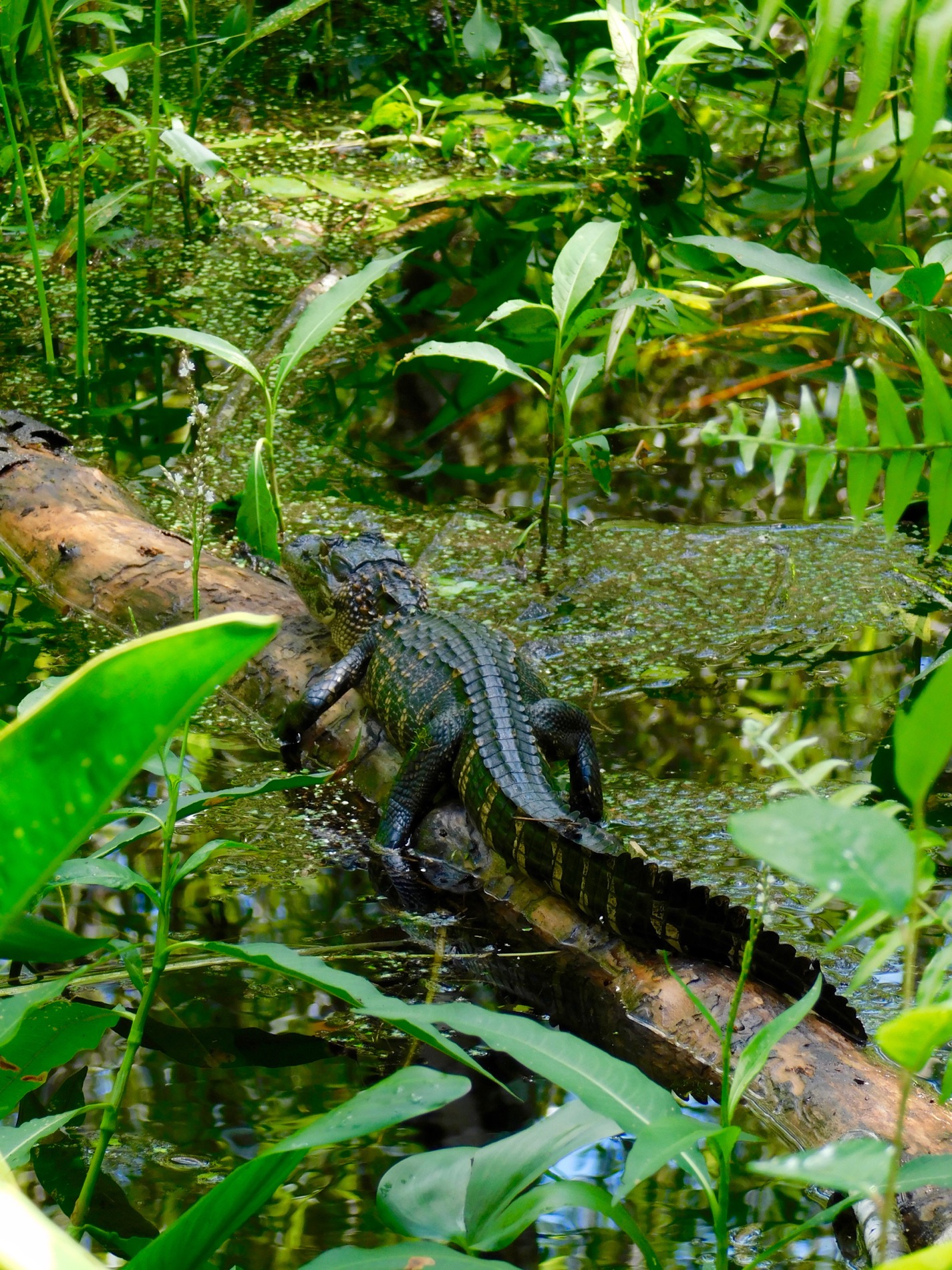 Bébé alligator au Bird Rookery Swamp Trail (Everglades, à Naples en Floride)