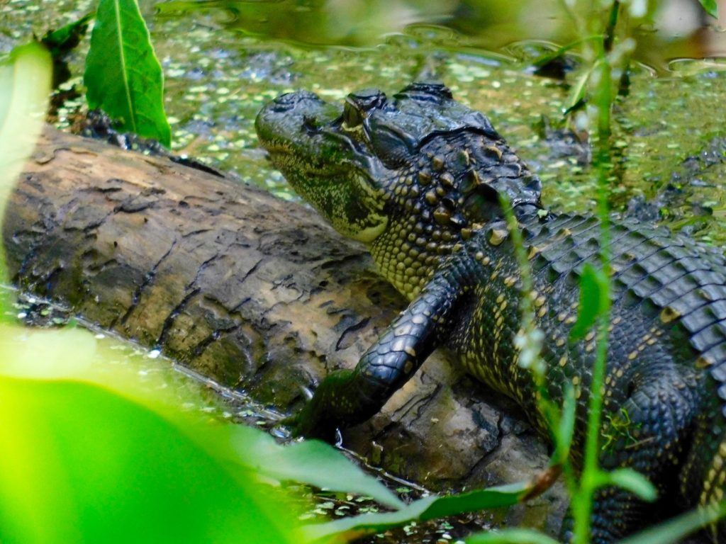 Bébé alligator au Bird Rookery Swamp Trail (Everglades, à Naples en Floride)