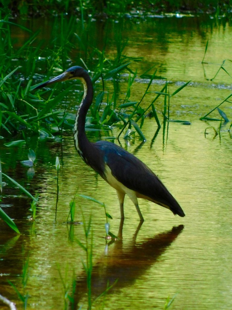Bird Rookery Swamp Trail (Everglades, à Naples en Floride)