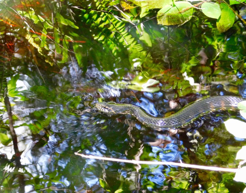 Serpent au Bird Rookery Swamp Trail (Everglades, à Naples en Floride)