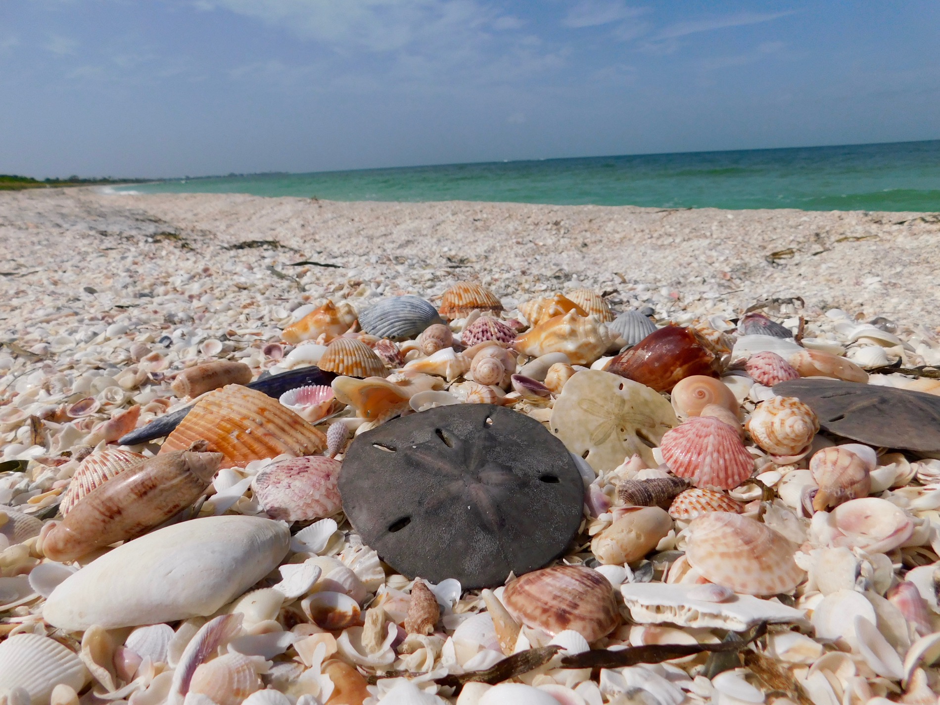 Coquillages sur l'île de Cayo Costa (entre Captiva et Boca Grande, dans le comté de Lee en Floride)