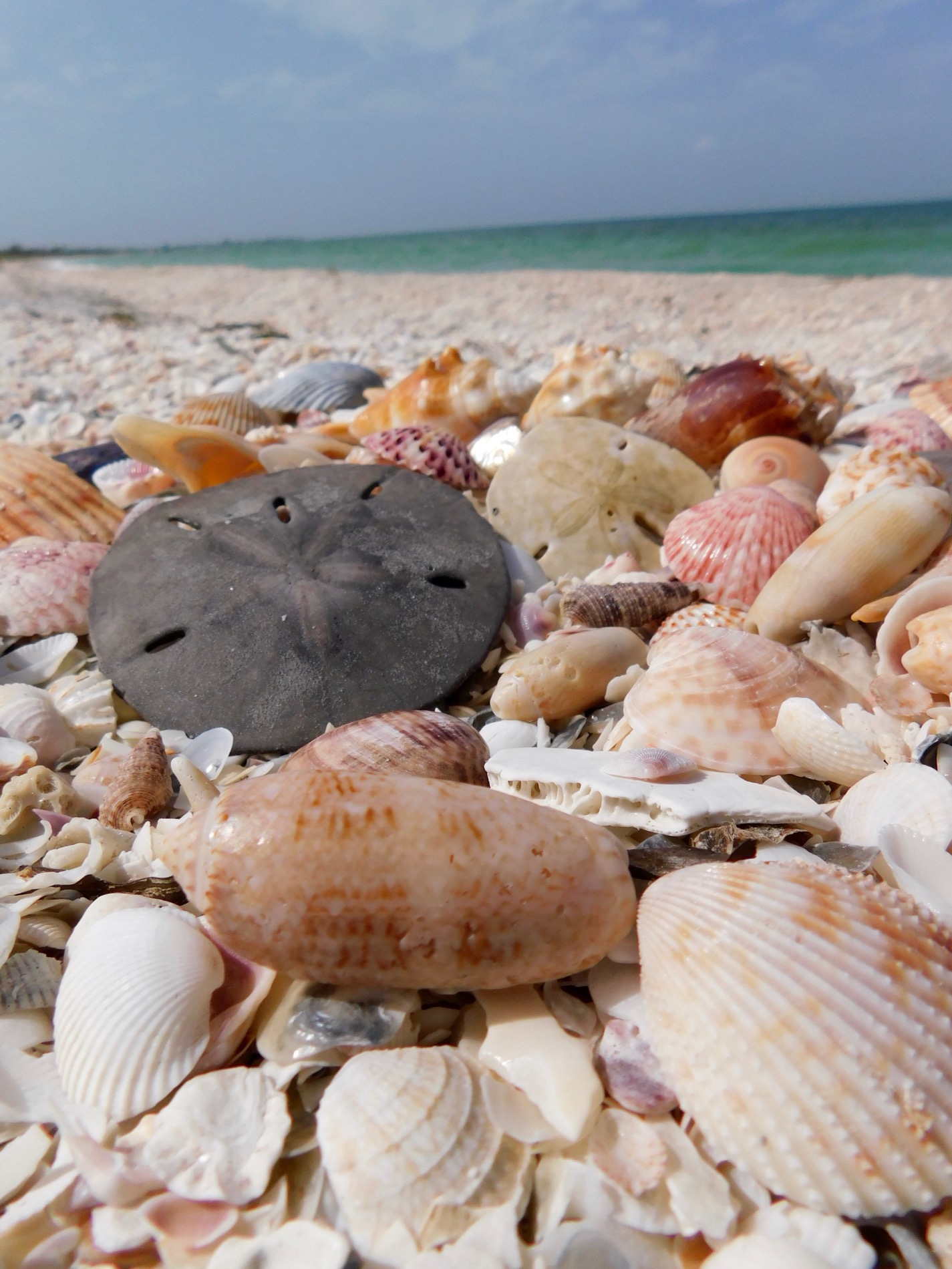 Coquillages sur l'île de Cayo Costa (entre Captiva et Boca Grande, dans le comté de Lee en Floride)