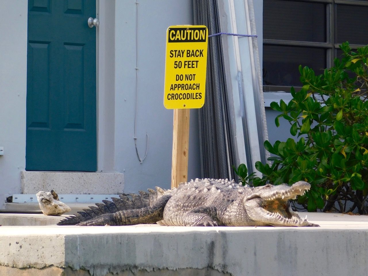 Un crocodile américain dans la mangrove d'Islamorada, dans les îles Keys de Floride