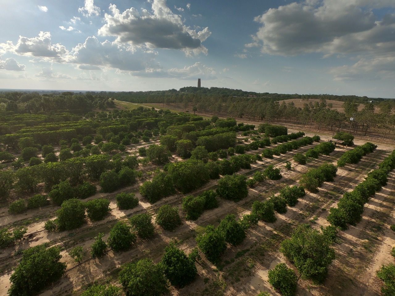 Plantations d'orangers près de la Bok Tower, dans le Polk County (au sud d'Orlando)