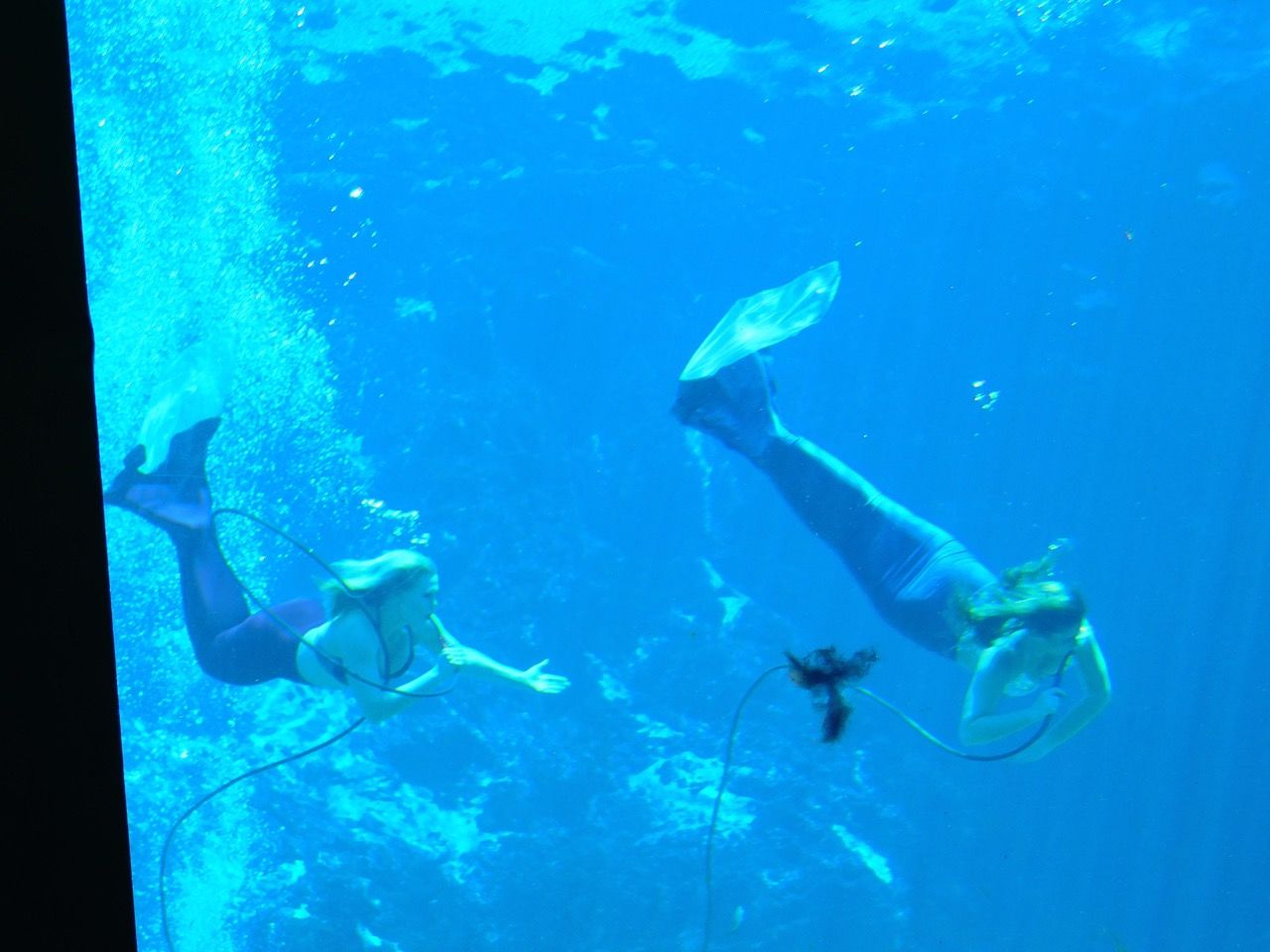 Les sirènes de Weeki Wachee