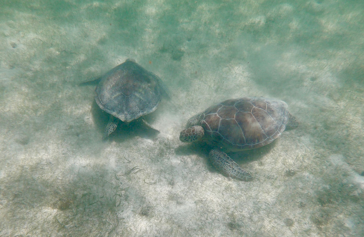 La plage d'Akumal et ses tortues