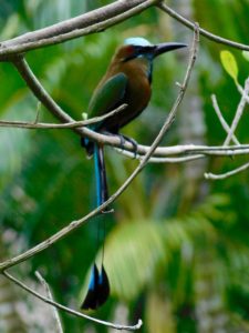 Un motmot houtouc dans cenote Ik Kil (près de Chichen Itza au Mexique)