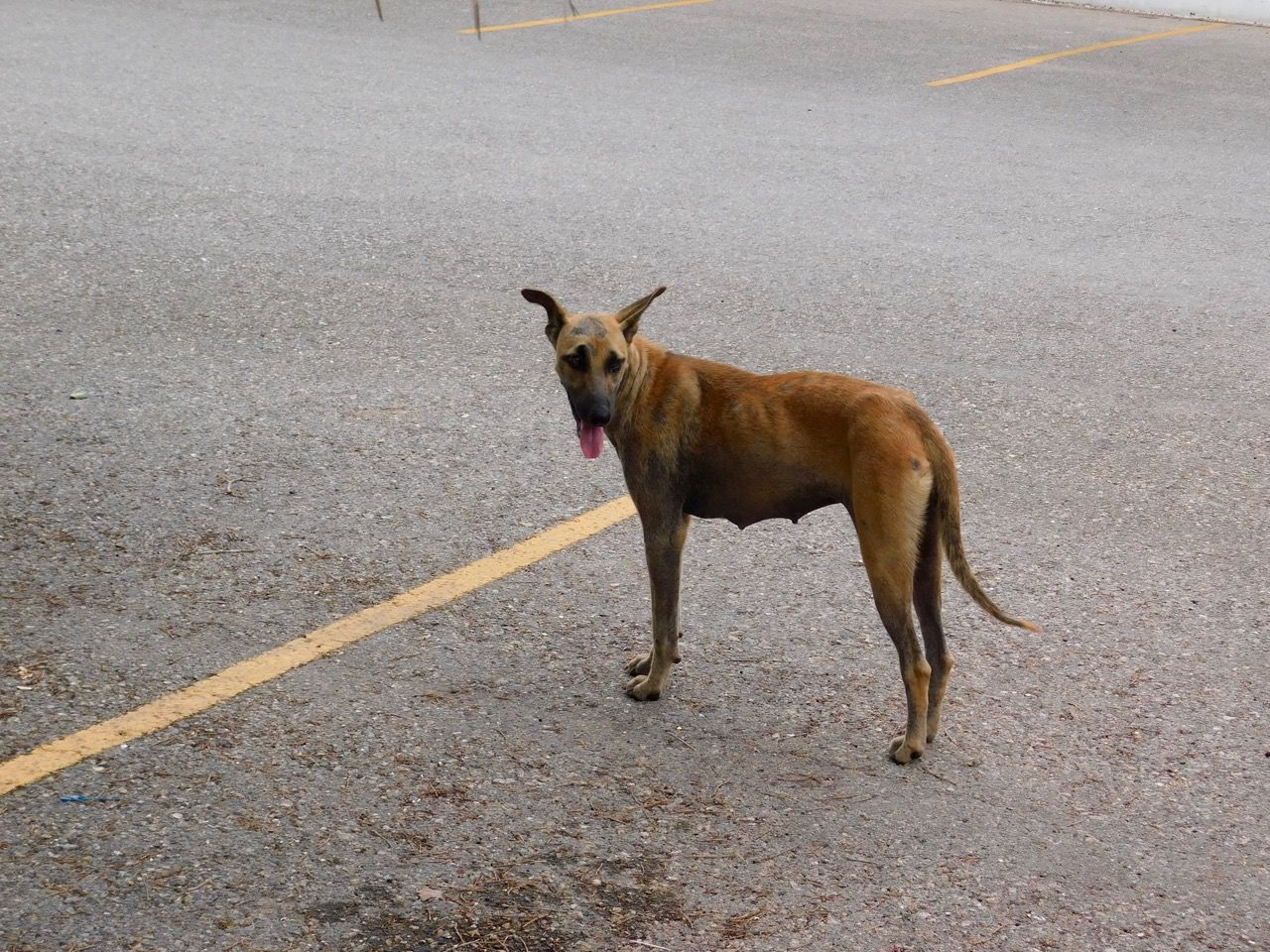 Le légendaire chien mexicain au milieu de la route.