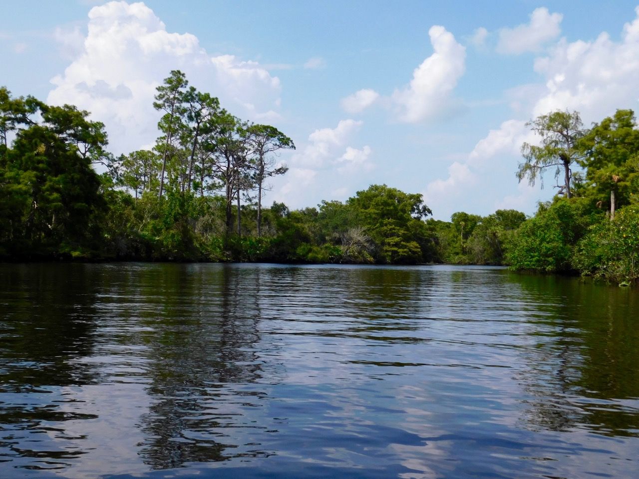La Loxahatchee River dans le Jonathan Dickinson State Park (Floride)