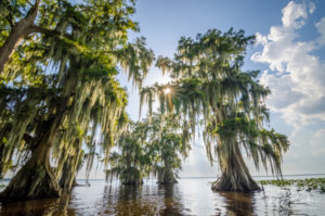 Exposition JohnBob Carlos à Miami