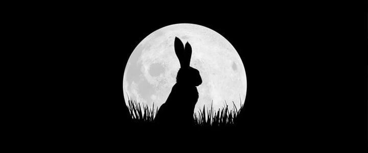 Watership Down (saison 1)