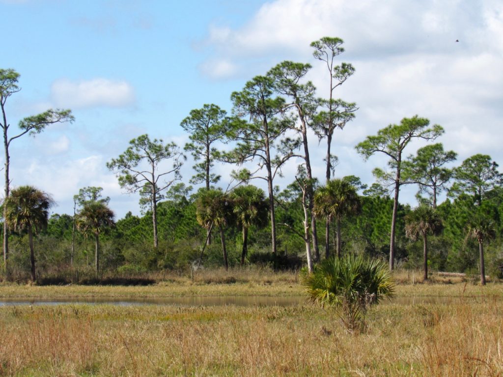 Babcock Ranch Preserve, à Punta Gorda en Floride