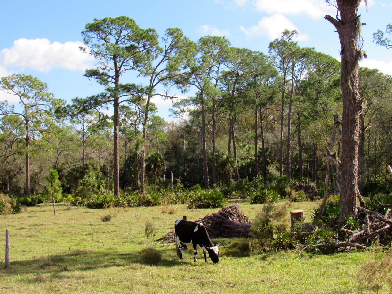 Babcock Ranch Preserve, à Punta Gorda en Floride