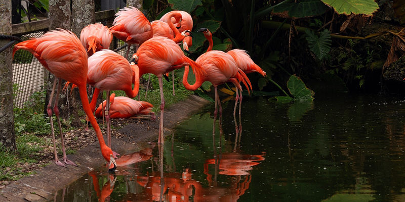 Flamingo Fest
