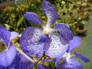 Tiamani International Orchid Festival