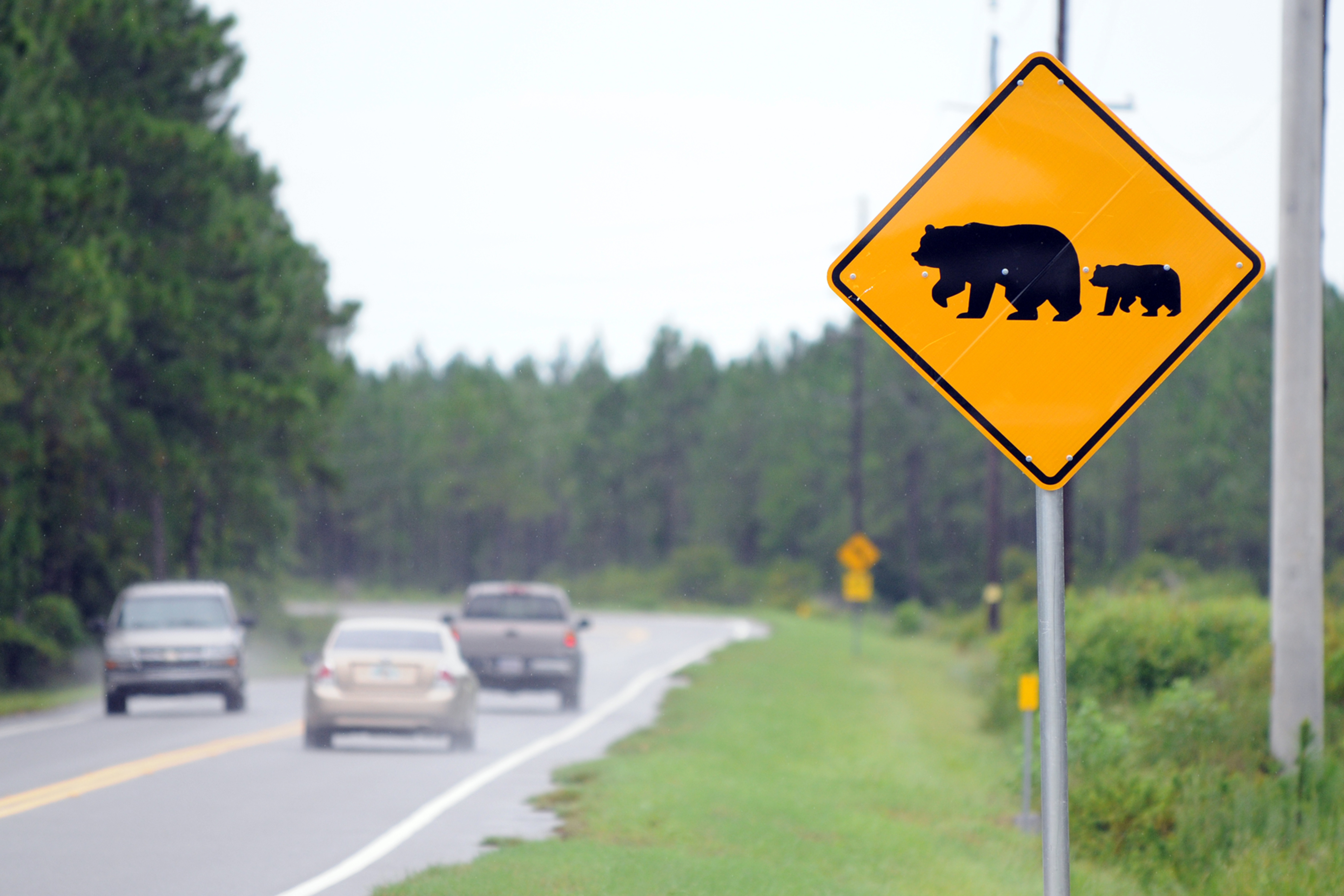 Attention aux ours sur les routes !
