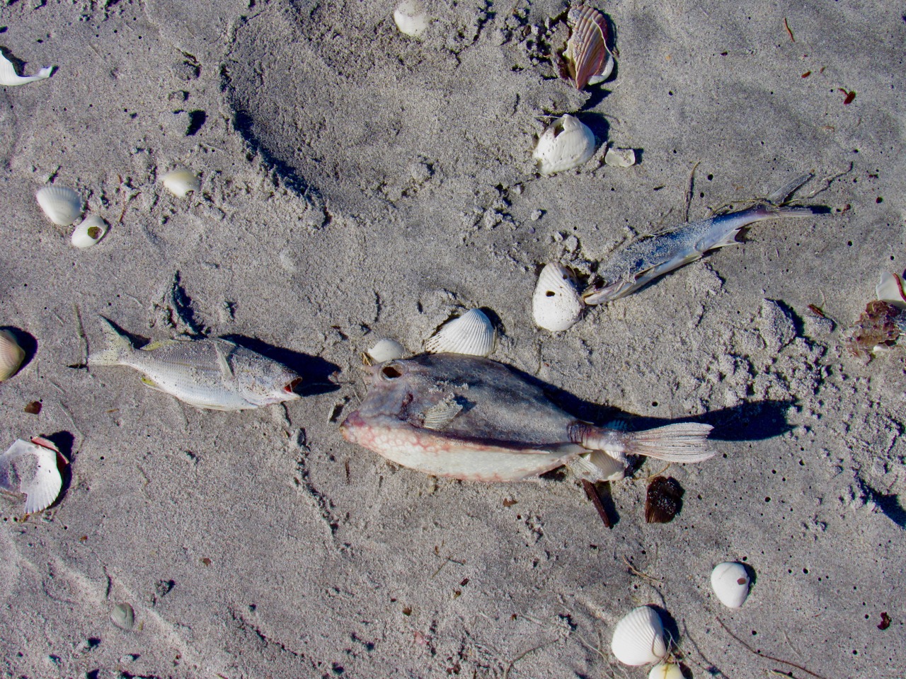 Poissons morts durant la marée rouge au Stump Pass State Park, à Englewood en Floride