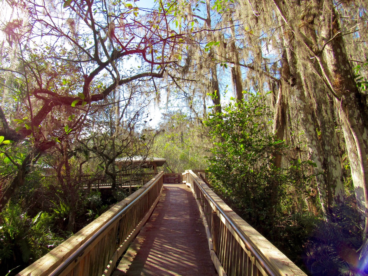 Les Everglades au Loxahatchee National Wildlife Refuge à Boynton Beach en Floride