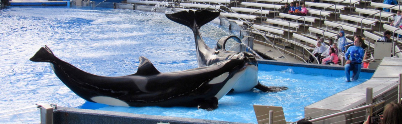 Les orques à SeaWorld Orlando