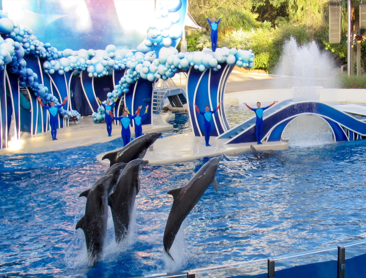Dauphins à SeaWorld Orlando