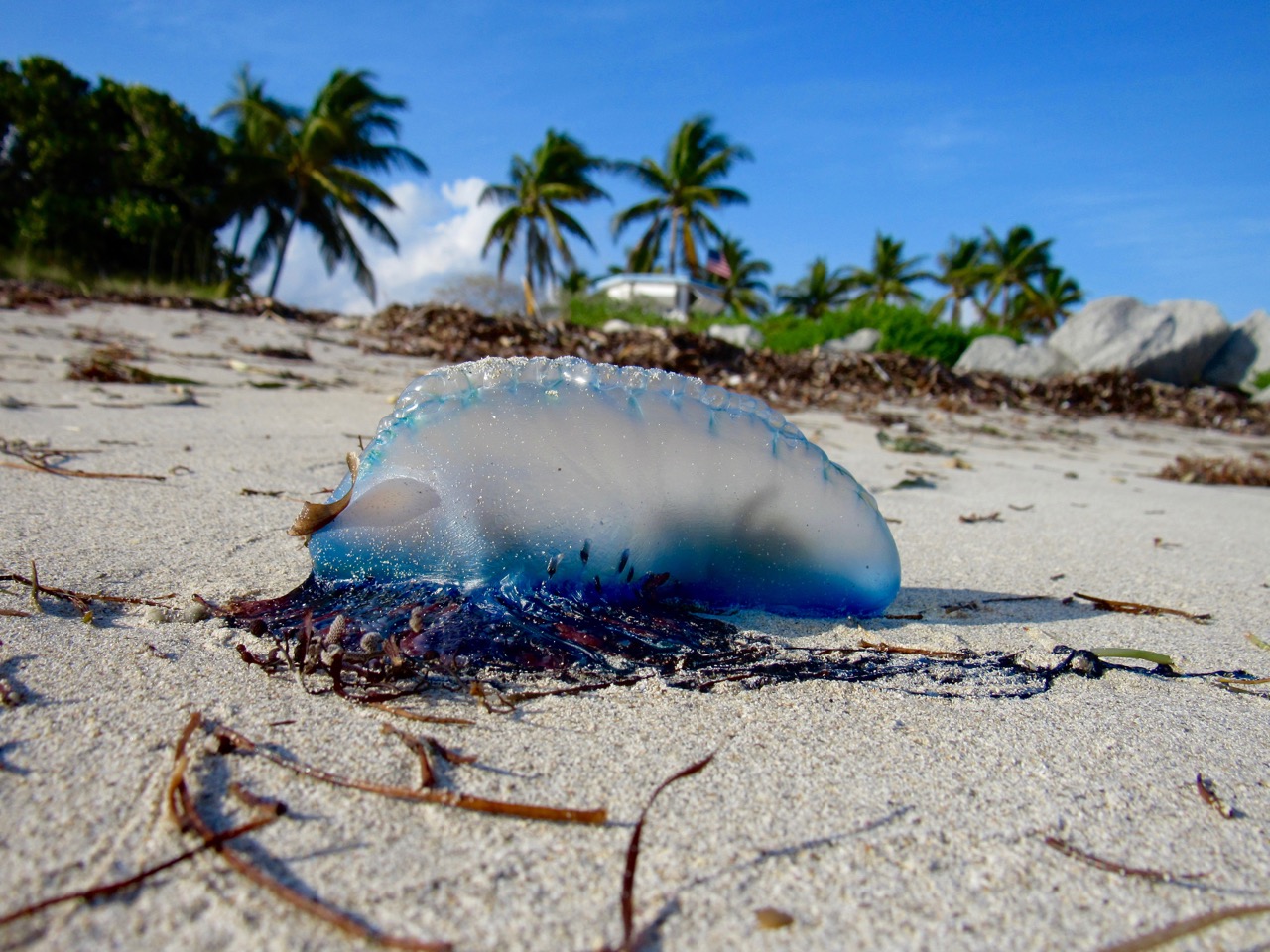 Man O War, méduse, galère portugaise