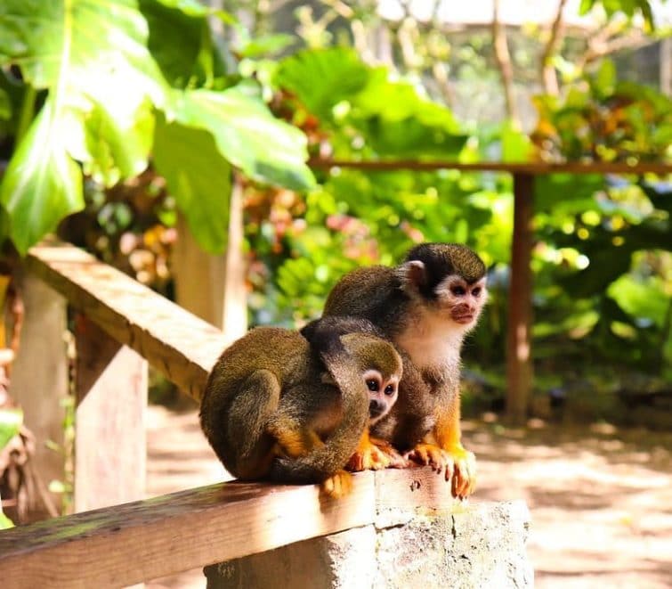 Monkey Island