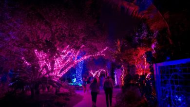 Les grandioses illuminations de Noël des Jardins Botaniques de Naples (Floride)