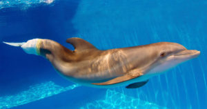 Winter le dauphin dans son bassin