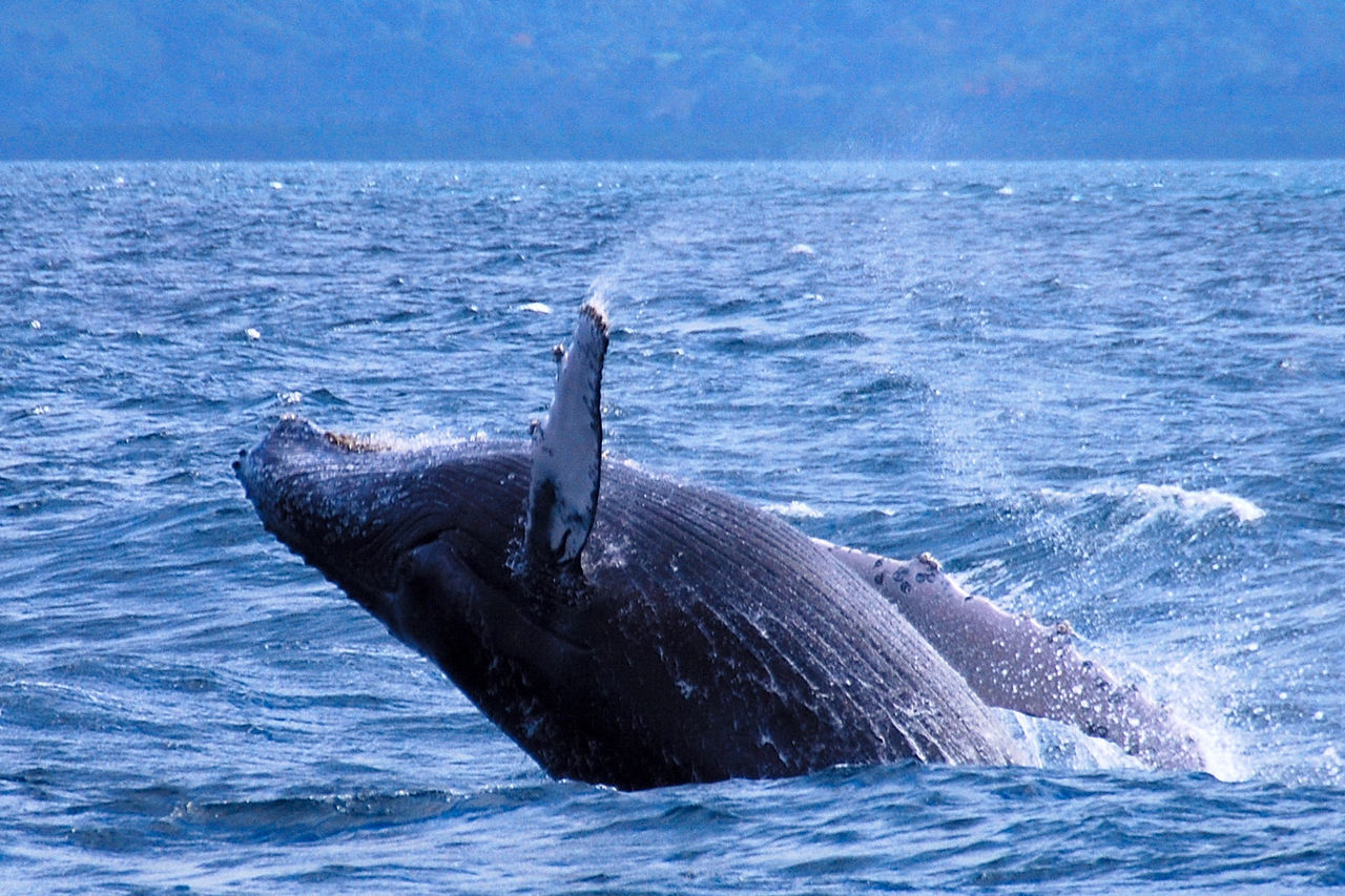 Baleines à bosses dans la baie de Samaná en République Dominicaine.