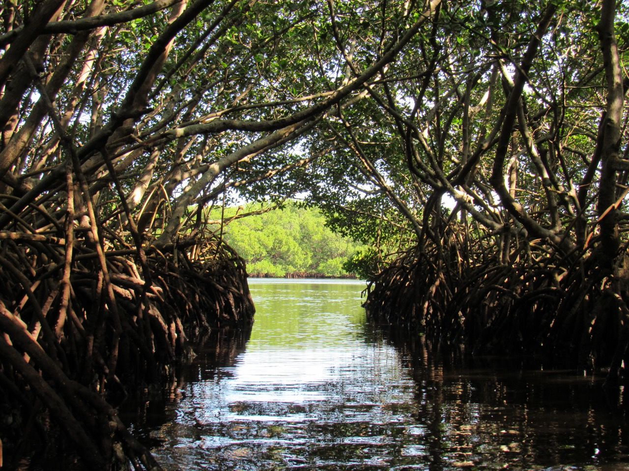 Weedon Island et ses magnifiques tunnels de mangrove à St Petersburg en Floride