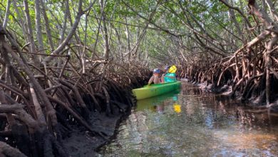 Weedon Island et ses magnifiques tunnels de mangrove à St Petersburg en Floride