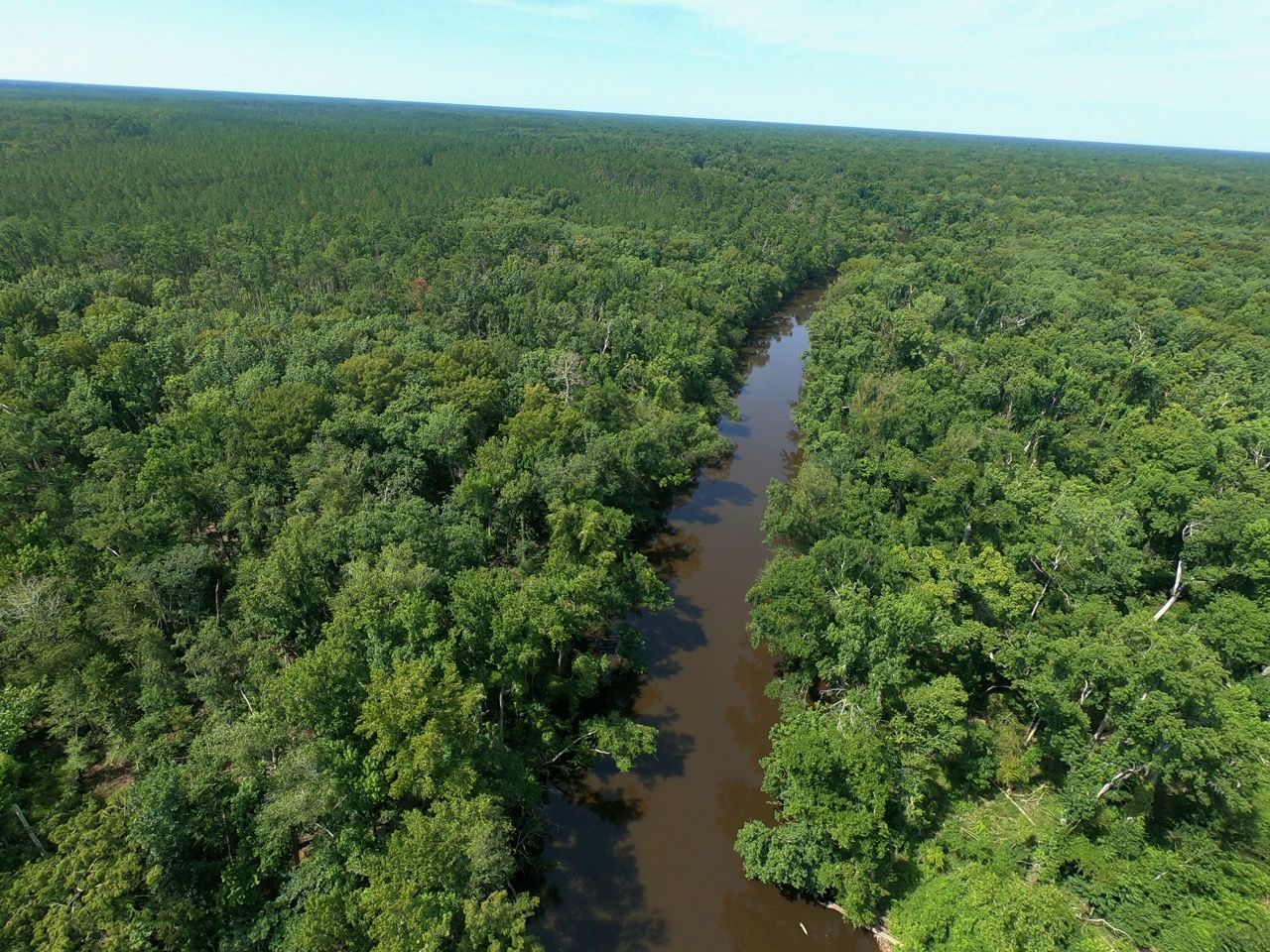 Forêt d'Apalachicola