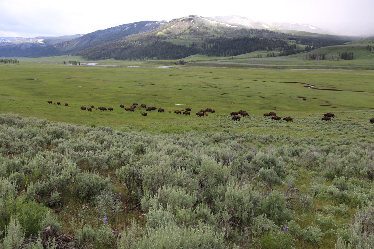 Lamar Valley à Yellowtone