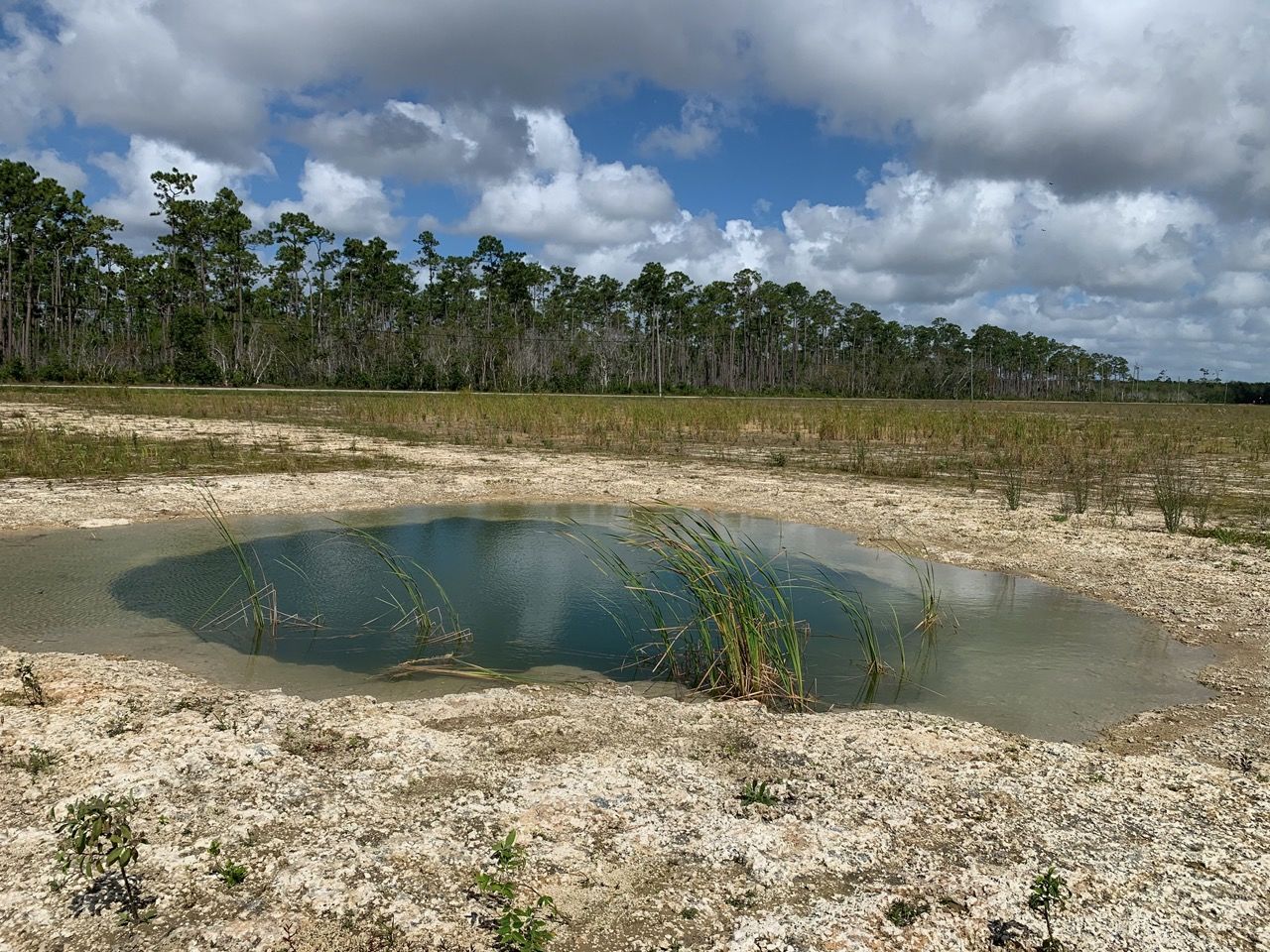 Un cenote dans le parc national des Everglades.