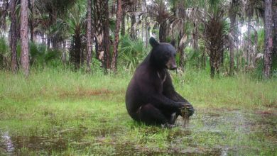 Ours faisant du yoga dans les Everglades