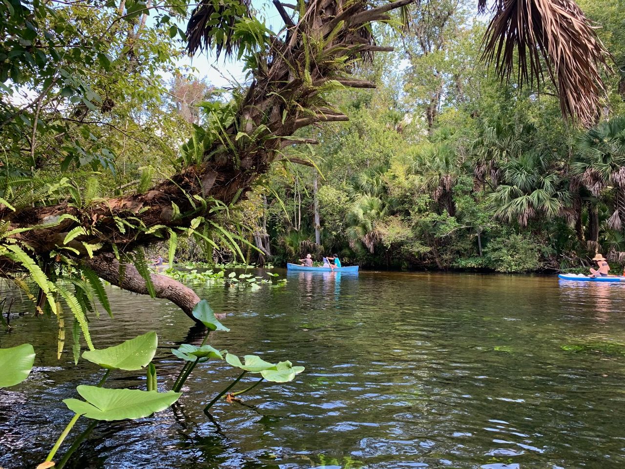 Magnifique visite en canoë-kayak de la Wekiwa River (nord d'Orlando)