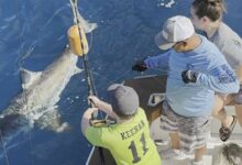 Ft Lauderdale : un garçon de 12 ans pêche un grand requin blanc (vidéo) !
