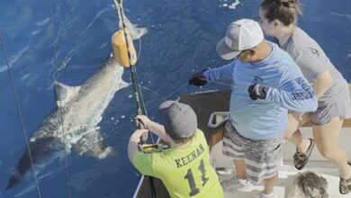 Ft Lauderdale : un garçon de 12 ans pêche un grand requin blanc (vidéo) !